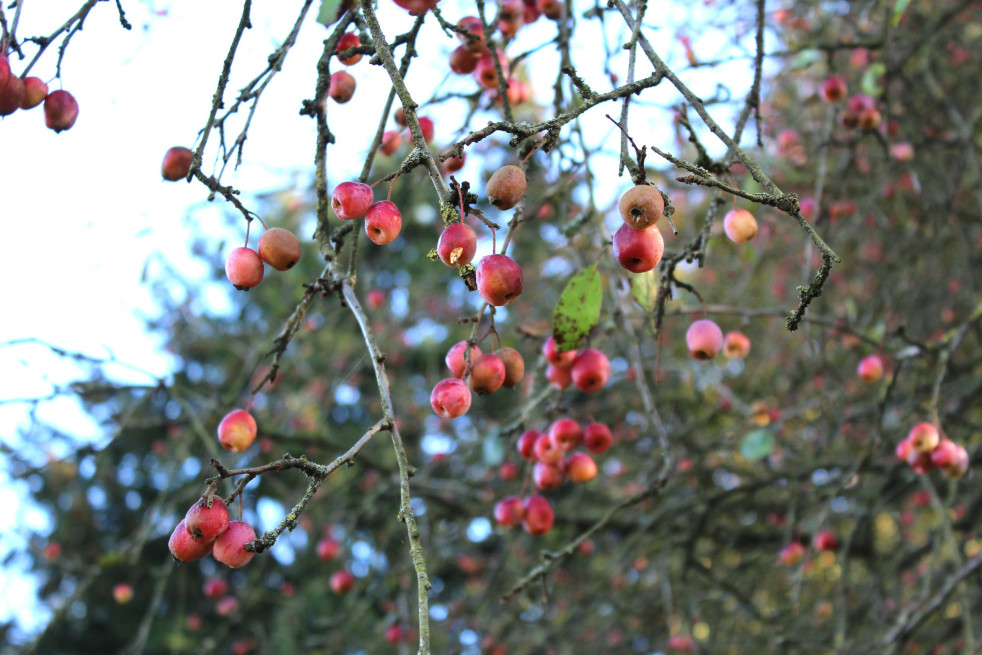 Malus Tschonoskii - Jardins-du-monde.be