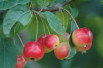 Malus Van Eseltine - fruits - Jardins du Monde.be