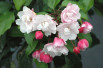 Malus Van Eseltine - floraison - Jardins du Monde.be