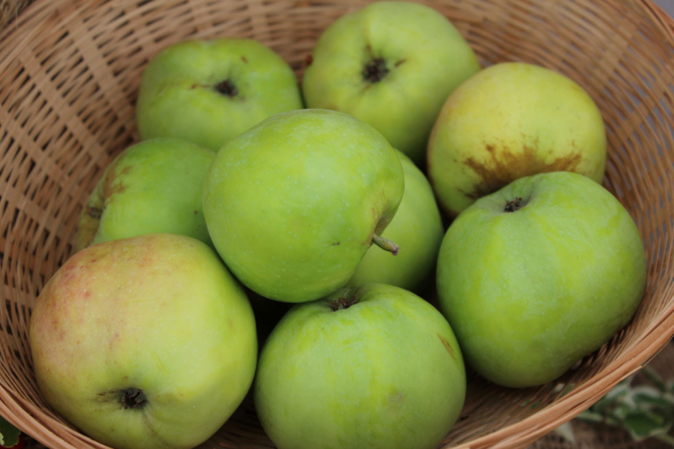 Malus domestica Cwastresse Simple - Jardins du Monde.be