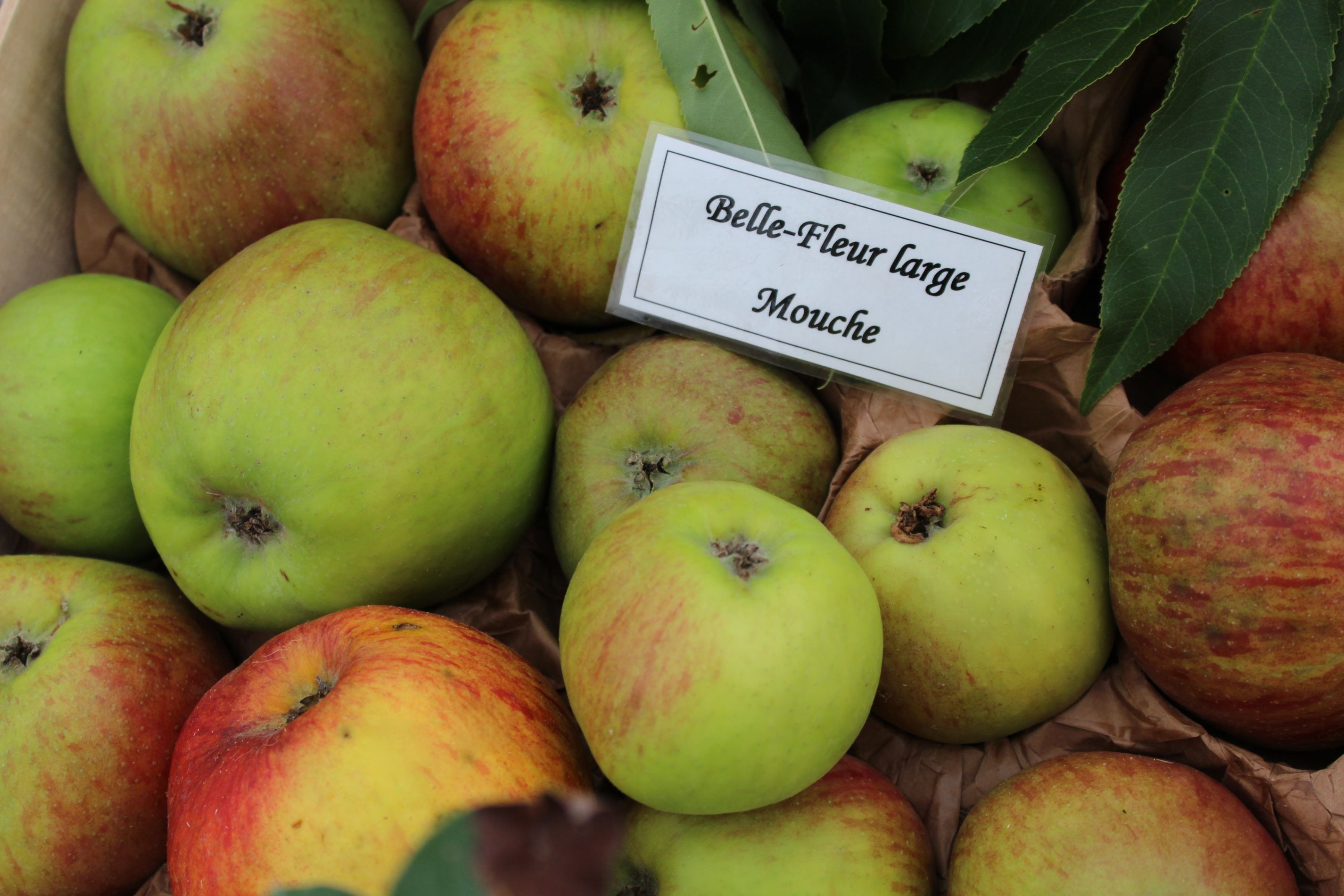 Belle Fleur Large Mouche Apple Tree