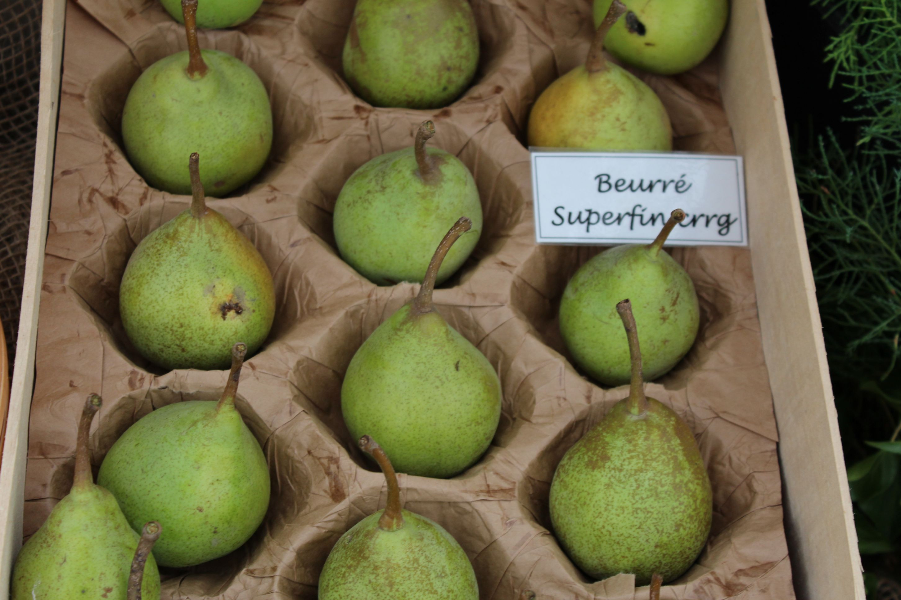 Beurré Superfin pear tree