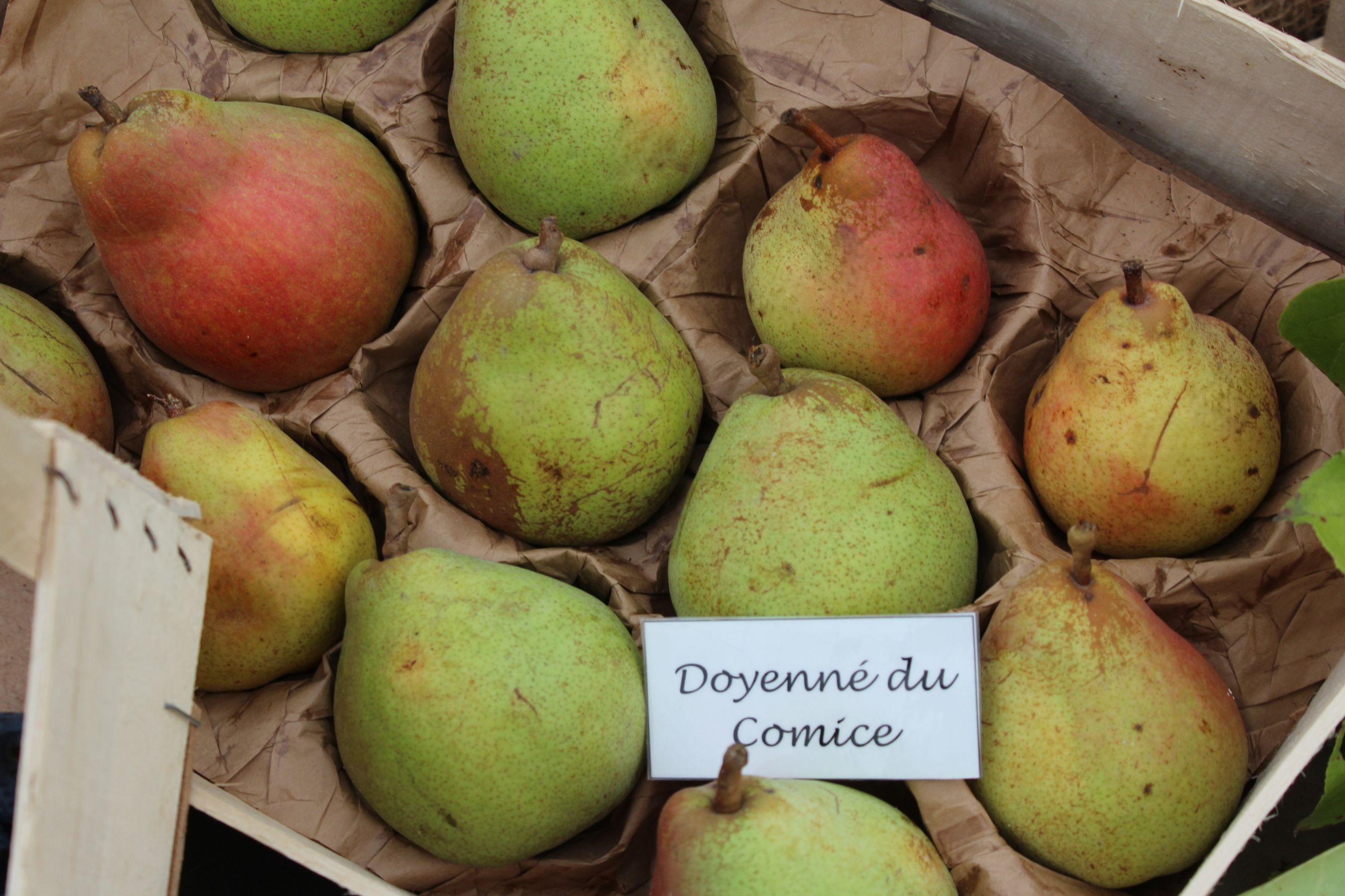 Doyenné du Comice Pear Tree