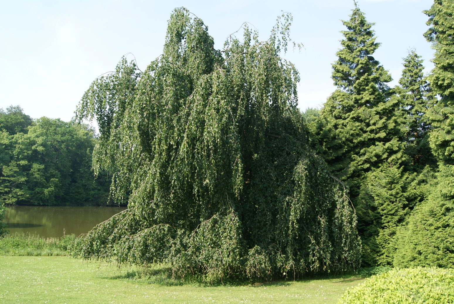 Trauerbirke Tristis