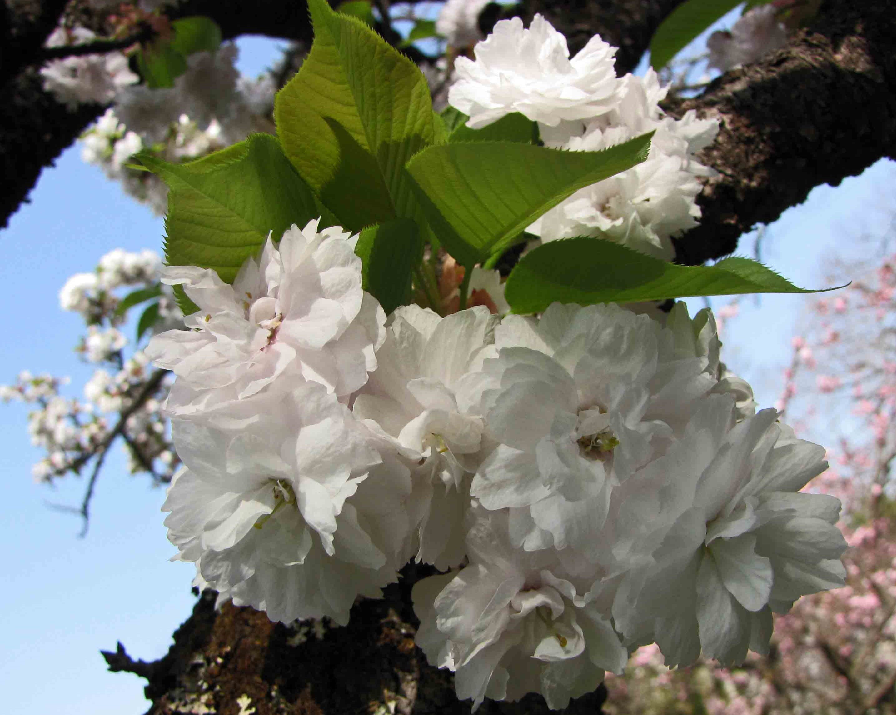 Cerisier à fleurs doubles