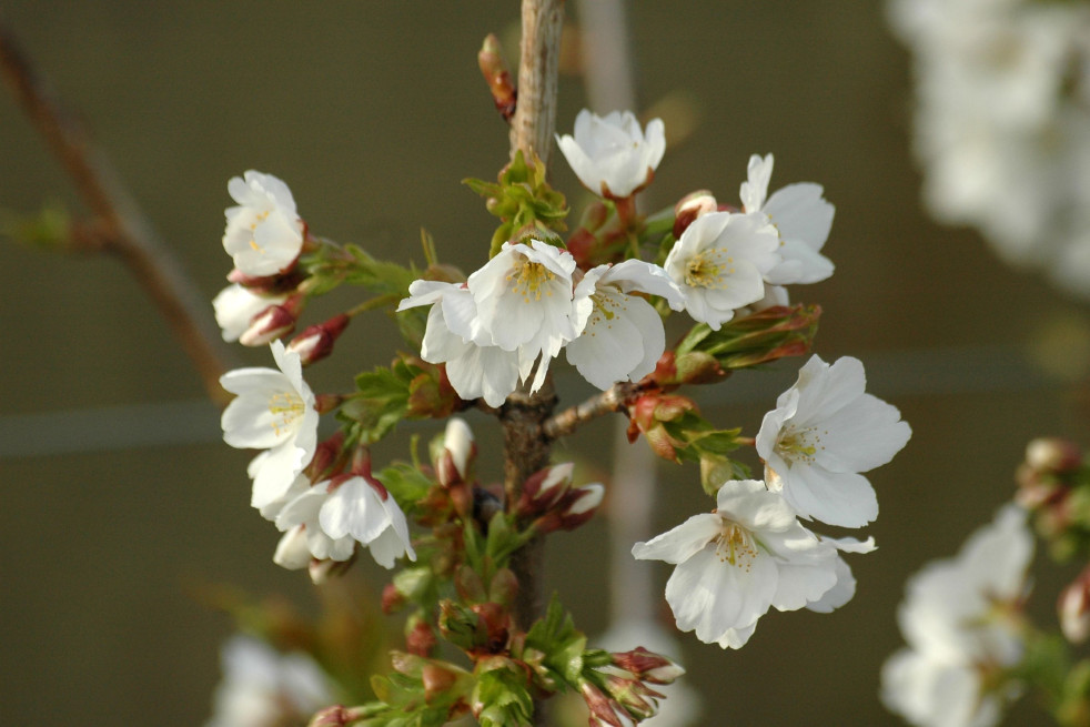 Prunus incisa Midori Zakura - jardins du Monde.be