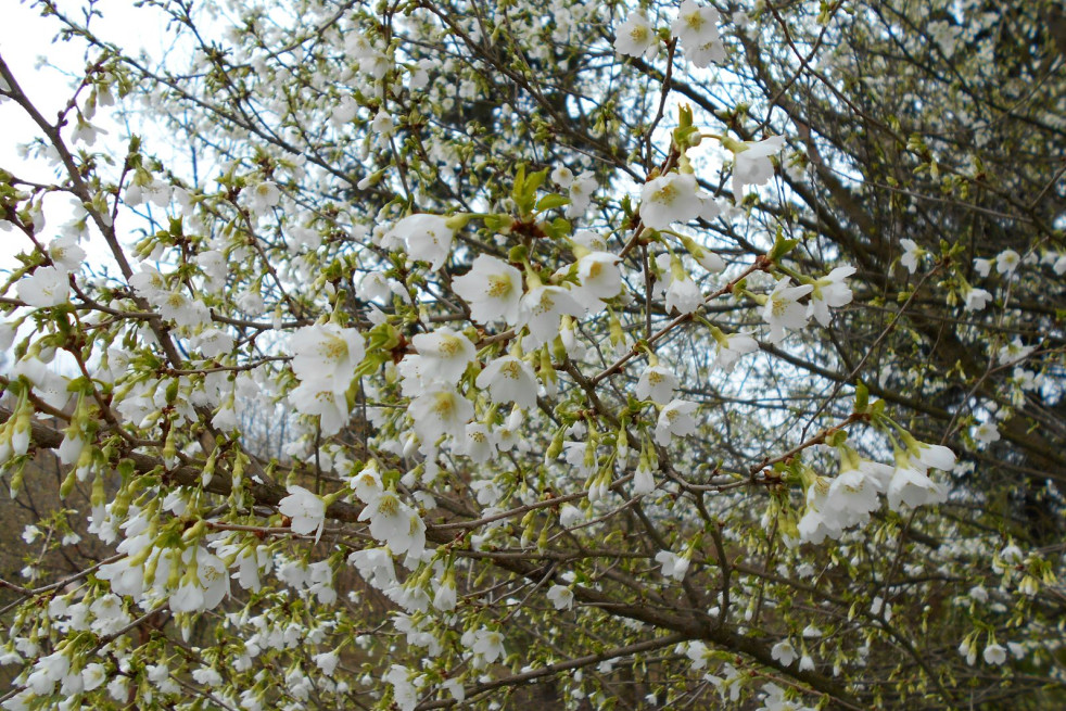 Prunus incisa Midori Zakura (Yamadei) Salicyna, CC BY-SA 4.0, via Wikimedia Commons