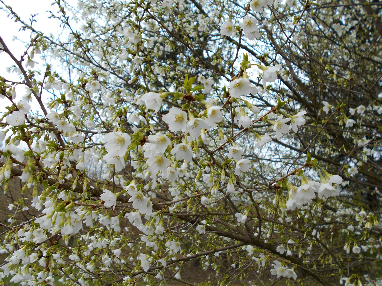 Cerisier du Japon Midori Zakura