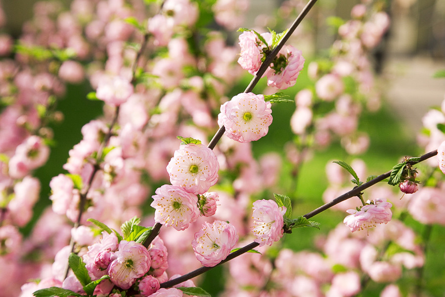 Flowering almond