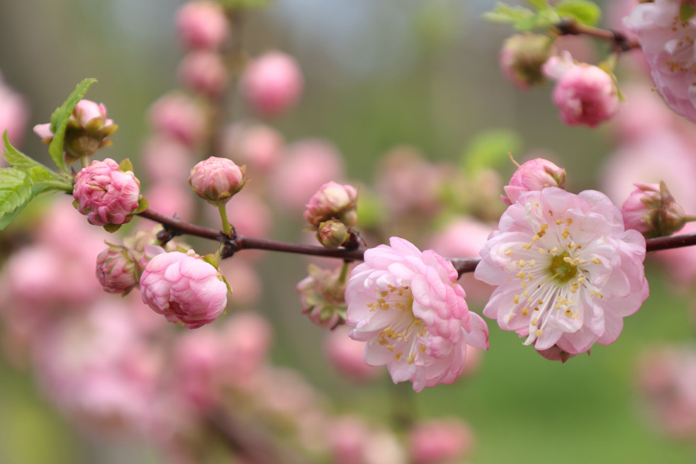 Prunus triloba - Cephas, CC BY-SA 4.0, via Wikimedia Commons