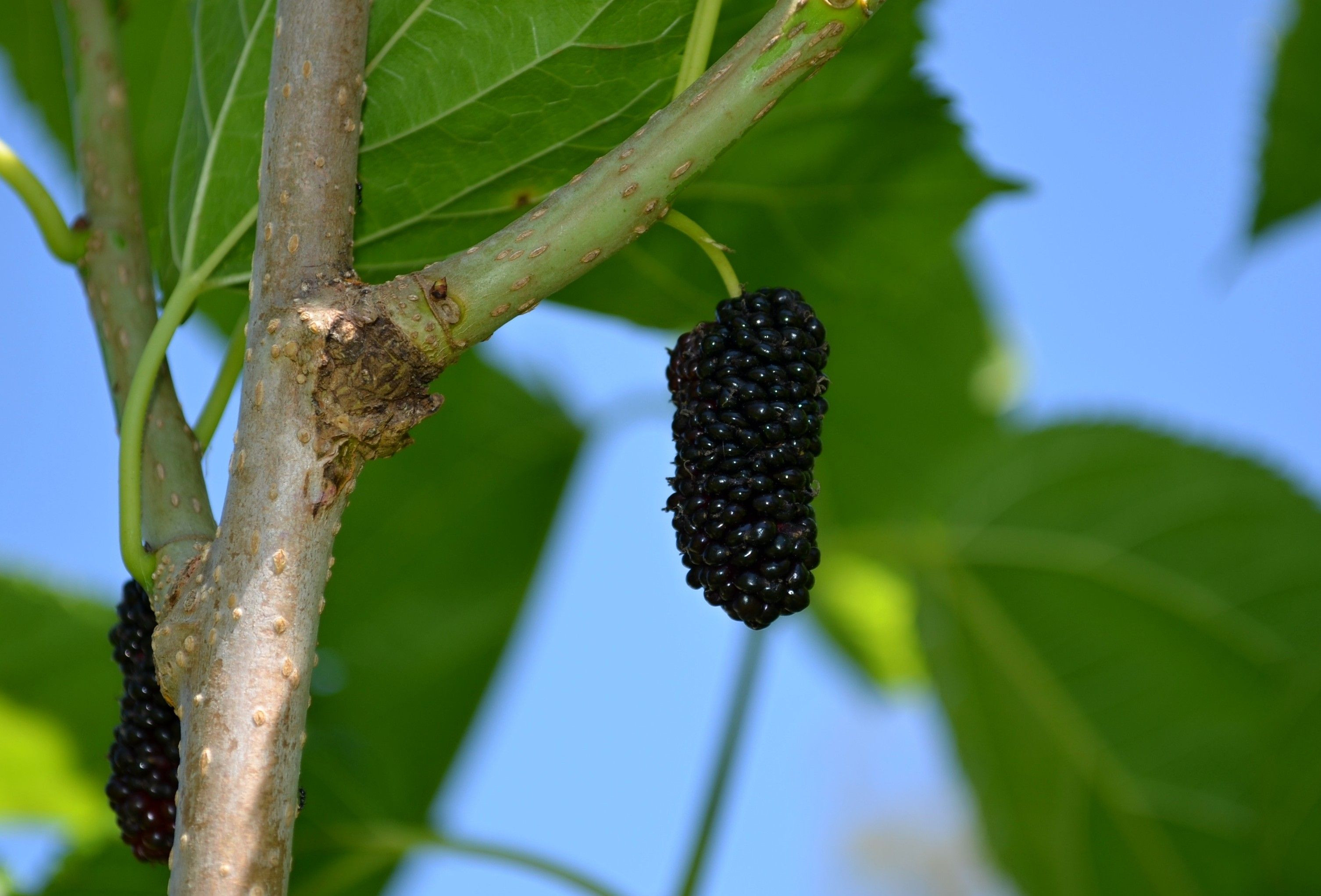 White mulberry Shin Tso