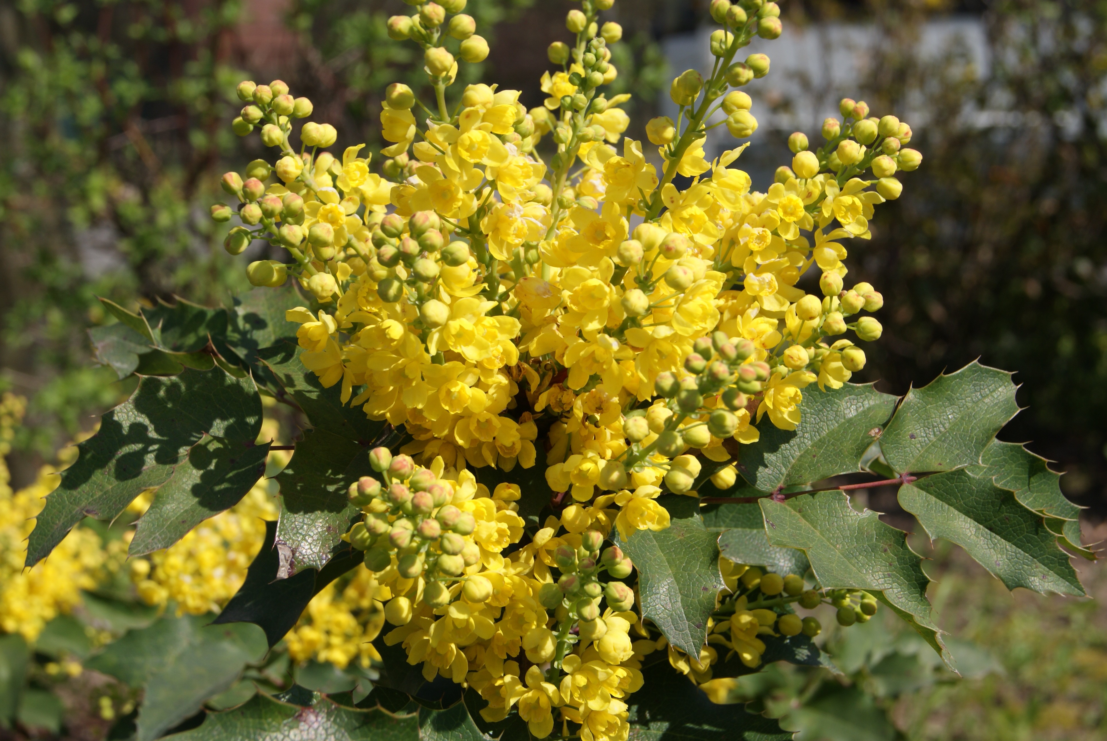 Oregon grape