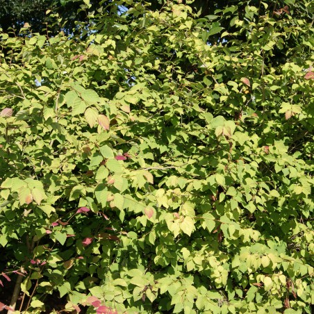 Winter-hazel - Corylopsis Spicata