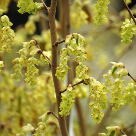 Winter-hazel - Corylopsis Spicata