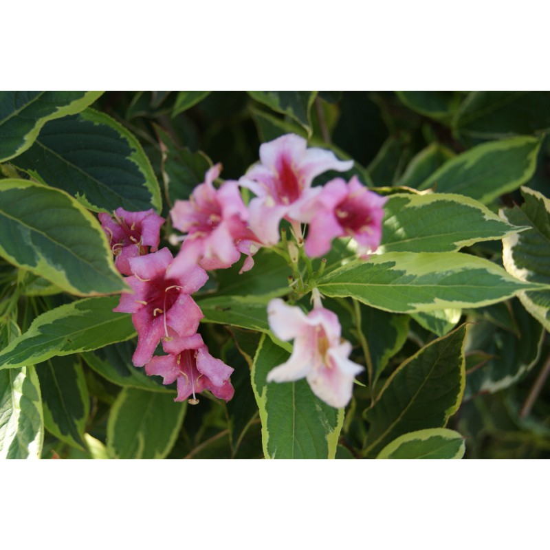 Variegated dwarf Weigela - Weigela Florida Nana Variegata