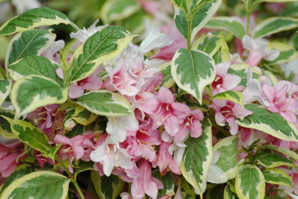 Variegated dwerg weigelia - Weigela Florida Nana Variegata