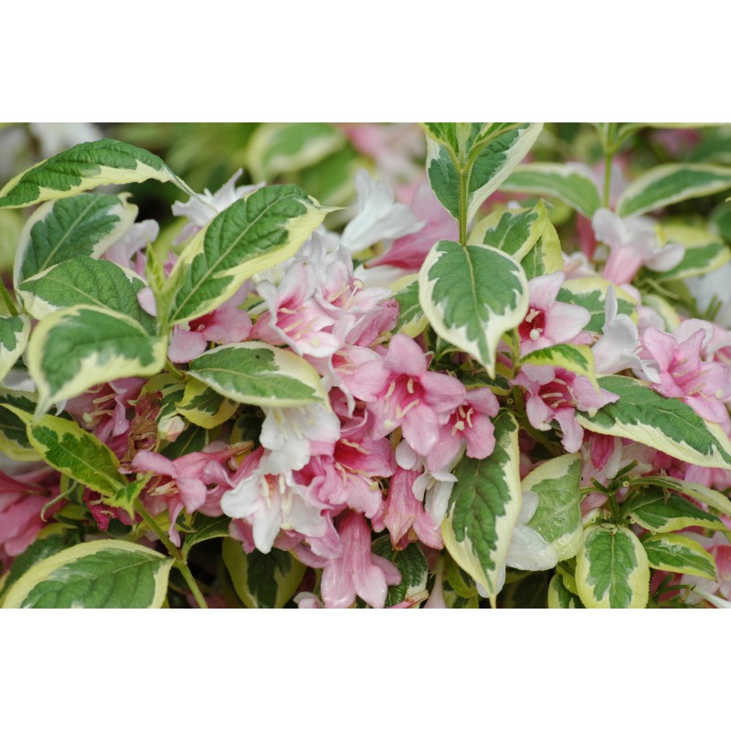 Variegated dwarf Weigela - Weigela Florida Nana Variegata