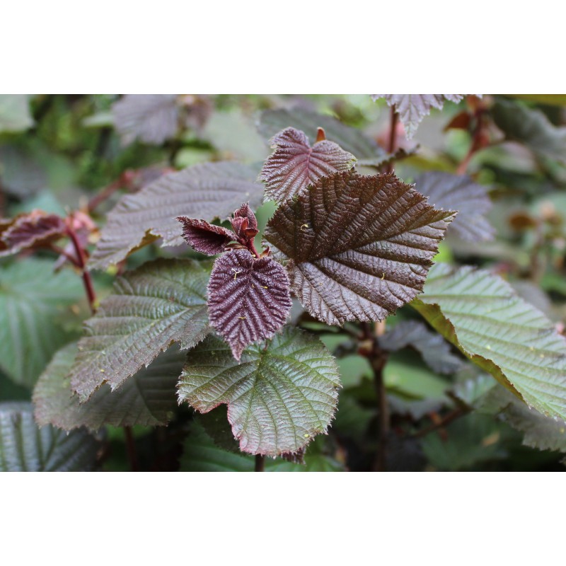 Purple Hazel tree - Corylus Avellana Atropurpurea